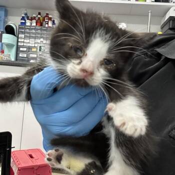 Domestic Short Hair Cats Available for Adoption in Newark, New Jersey - AHNJ-Stray-119771 | PetCurious