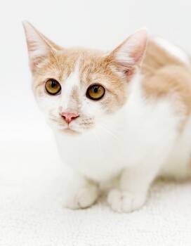 Jazz will make u jump for joy - OLD ENOUGH TO GO SOLO TOO - VIDE -  Tabby and Turkish Van Cat for Adoption in Bedford Hills, New York - Jazz Will Make U Jump For Joy - OLD ENOUGH TO GO SOLO TOO - VIDE | PetCurious