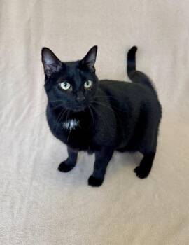 Shadow -  Domestic Short Hair Cat for Adoption in Buffalo, Minnesota - Shadow | PetCurious
