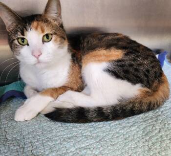 Arabella -  Calico Cat for Adoption in Siloam Springs, Arkansas - Arabella | PetCurious