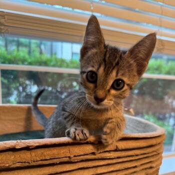 Egg -  Domestic Short Hair Cat for Adoption in Houston, Texas - Egg | PetCurious