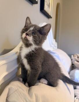 Domestic Short Hair Cats Available for Adoption in Metamora, Illinois - Cliff | PetCurious