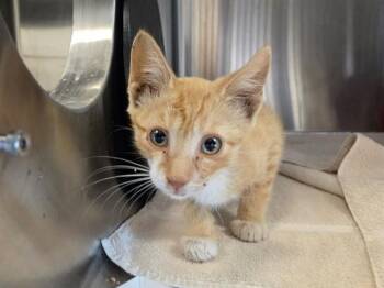 A1053568 -  Domestic Short Hair Cat for Adoption in Martinez, California - A1053568 | PetCurious