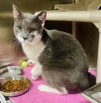 Domestic Short Hair Cats Available for Adoption in Derwood, Maryland - WAFFLES | PetCurious