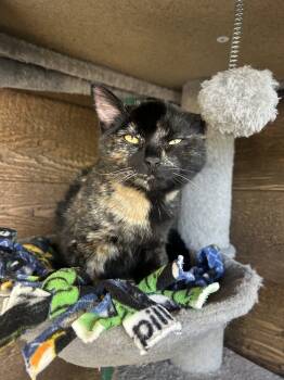 Rescue Domestic Short Hair Cats for Adoption in Salmon, Idaho - Echo | PetCurious