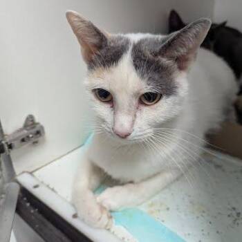 Snowy -  Domestic Short Hair Cat for Adoption in Jeffersonville, Indiana - Snowy | PetCurious