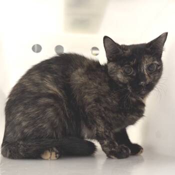 Rescue Domestic Short Hair Cats for Adoption in New York, New York - Autumn | PetCurious