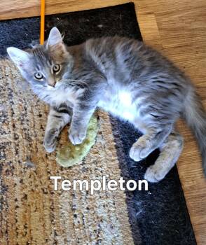 Templeton -  Domestic Long Hair Cat for Adoption in Plattsburgh, New York - Templeton | PetCurious