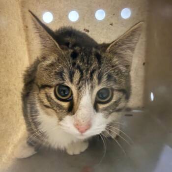 Trail Mix -  Domestic Short Hair Cat for Adoption in Cheyenne, Wyoming - Trail Mix | PetCurious