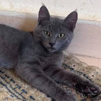 Olivo -  Russian Blue and Maine Coon Cat for Adoption in Brampton, Ontario - Olivo | PetCurious