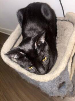 Domestic Short Hair Cats Available for Adoption in West Chester, Pennsylvania - Beans | PetCurious