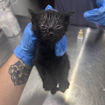 Lee -  Domestic Short Hair Cat for Adoption in Summerville, South Carolina - Lee | PetCurious
