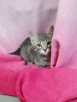 River -  Domestic Short Hair Cat for Adoption in Healdsburg, California - River | PetCurious