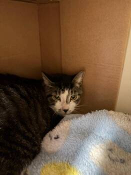 Mr. Kitty -  Domestic Short Hair Cat for Adoption in Bloomington, Indiana - Mr. Kitty | PetCurious