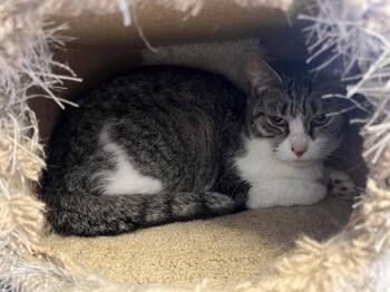 Danielle -  Tabby and Domestic Short Hair Cat for Adoption in Georgetown, Kentucky - Danielle | PetCurious