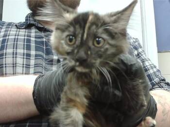 SUSAN -  Domestic Short Hair Cat for Adoption in Omaha, Nebraska - SUSAN | PetCurious