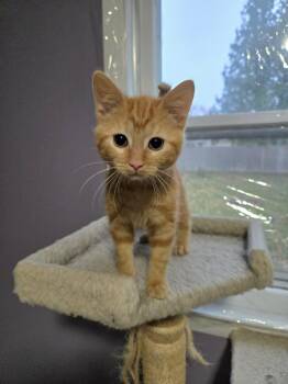 Rescue Domestic Short Hair Cats for Adoption in Watertown, Wisconsin - 5-Cheese | PetCurious