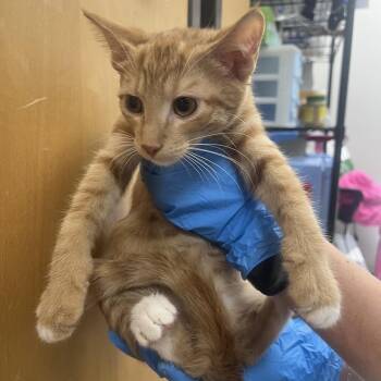 Dog Food -  Domestic Short Hair Cat for Adoption in Columbiana, Alabama - Dog Food | PetCurious