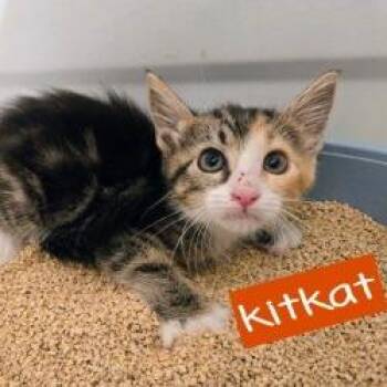 KitKat -  Domestic Short Hair Cat for Adoption in Tempe, Arizona - KitKat | PetCurious