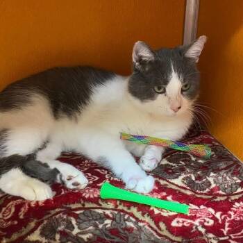 Domestic Short Hair Cats Available for Adoption - Warf | PetCurious