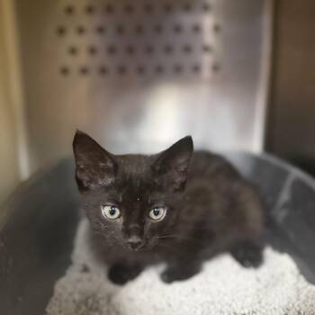 Paulie -  Domestic Short Hair Cat for Adoption in Starkville, Mississippi - Paulie | PetCurious