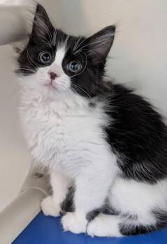 CC -  Domestic Medium Hair Cat Available for Adoption in Decatur, Illinois - CC | PetCurious