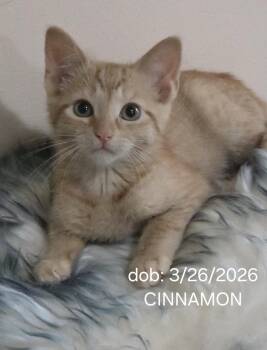 CINNAMON -  Domestic Short Hair Cat for Adoption in Harrison, Michigan - CINNAMON | PetCurious