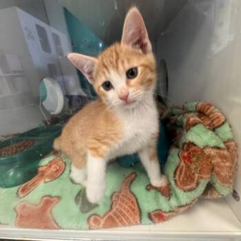 Seth -  Domestic Short Hair Cat for Adoption in Lake Jackson, Texas - Seth | PetCurious