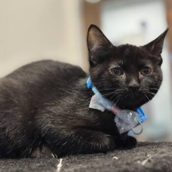 Mork -  Domestic Short Hair Cat for Adoption in Matteson, Illinois - Mork | PetCurious