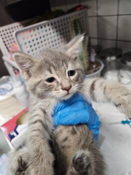 Cat Nip -  Domestic Short Hair Cat for Adoption in Huntington, Indiana - Cat Nip | PetCurious