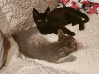 "BOO" -  Oriental Short Hair and Domestic Short Hair Cat for Adoption in North East, Maryland - "BOO" | PetCurious