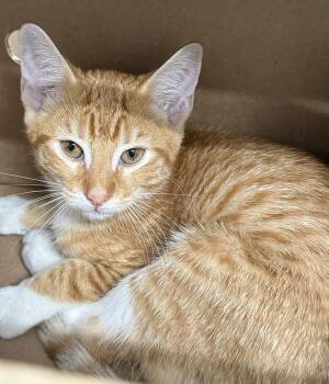 Paint Brush -  Domestic Short Hair Cat for Adoption - Paint Brush | PetCurious
