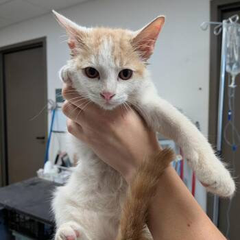 Luke Skywalker -  Domestic Short Hair Cat for Adoption in Hattiesburg, Mississippi - Luke Skywalker | PetCurious