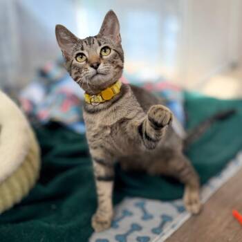 Tai -  Domestic Short Hair Cat for Adoption in Green Bay, Wisconsin - Tai | PetCurious