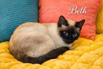 Beth -  Domestic Short Hair Cat for Adoption in Hudson, New Hampshire - Beth | PetCurious