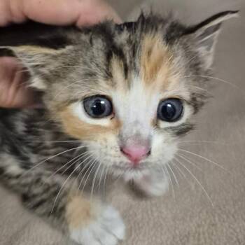 Domestic Short Hair Cats Available for Adoption in Lake Panasoffkee, Florida - 66246 | PetCurious