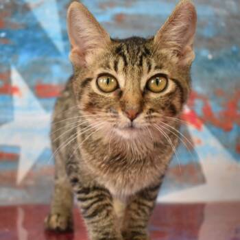 Rescue Domestic Short Hair Cats for Adoption in Kanab, Utah - Peanut | PetCurious