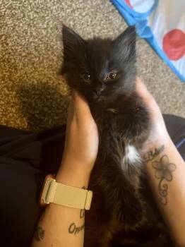 Domestic Long Hair Cats Available for Adoption - Opal | PetCurious