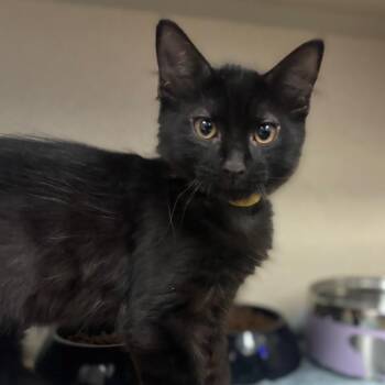 Pawsitive Meow -  Domestic Short Hair Cat for Adoption in Wantagh, New York - Pawsitive Meow | PetCurious