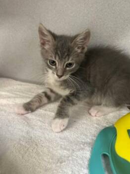 -Bunny -  Tabby and Domestic Medium Hair Cat for Adoption in Red Bluff, California - -Bunny | PetCurious