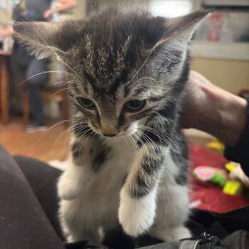 Rescue Domestic Short Hair Cats for Adoption in Kansas City, Missouri - Susie - 2087 | PetCurious