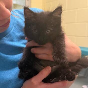 Donut -  Domestic Long Hair Cat for Adoption - Donut | PetCurious