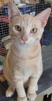 Sunny -  Domestic Short Hair Cat for Adoption in Redondo Beach, California - Sunny | PetCurious