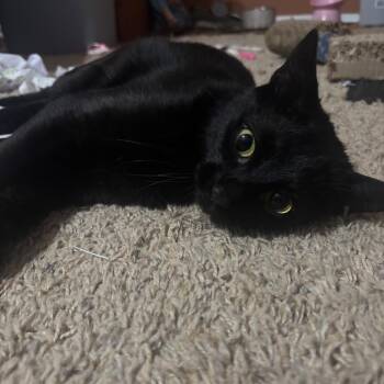Batty -  Bombay Cat for Adoption in Rochester, Minnesota - Batty | PetCurious