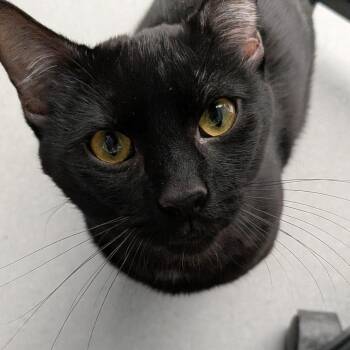 Domestic Short Hair Cats Available for Adoption in Lakewood, Colorado - Fury | PetCurious