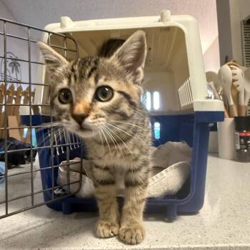 Domestic Short Hair Cats Available for Adoption in Escondido, California - Grace | PetCurious