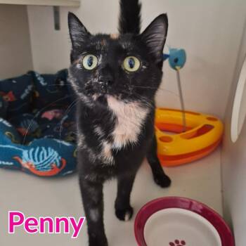 Penny -  Domestic Short Hair Cat for Adoption in North Saint Paul, Minnesota - Penny | PetCurious