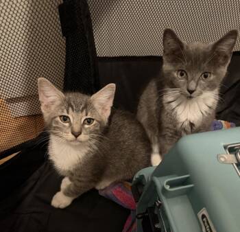 Streamers -  Domestic Short Hair Cat for Adoption in Elmsford, New York - Streamers | PetCurious