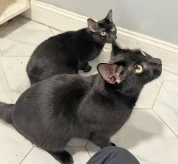 Charli and Lorde -  Bombay and Domestic Short Hair Cat for Adoption in Melrose, Massachusetts - Charli And Lorde | PetCurious