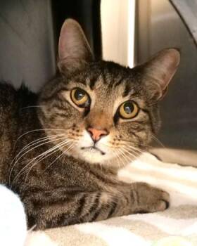 Domestic Short Hair Cats Available for Adoption in Fishers, Indiana - Poppa Bob | PetCurious